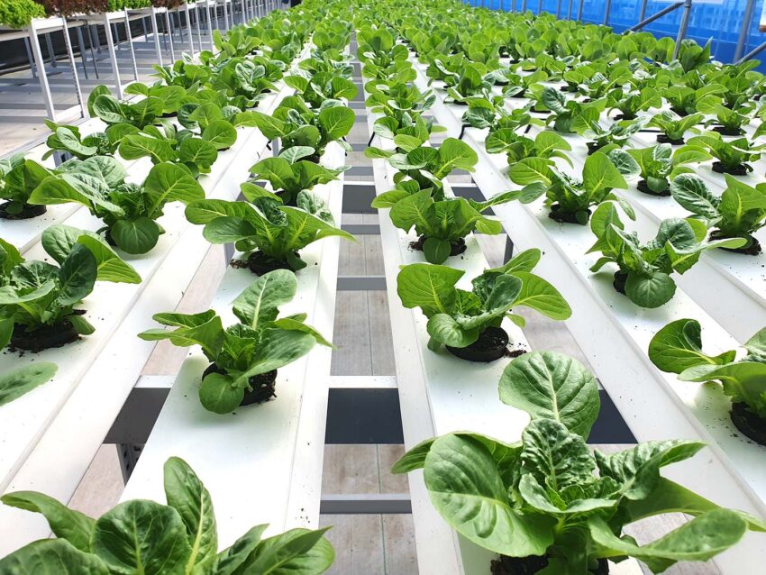 Leafy Vegetables Are Growing In Indoor Farm/vertical Farm. Vertical Farm